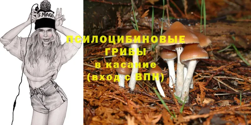 закладки  Ивдель  Псилоцибиновые грибы Cubensis 